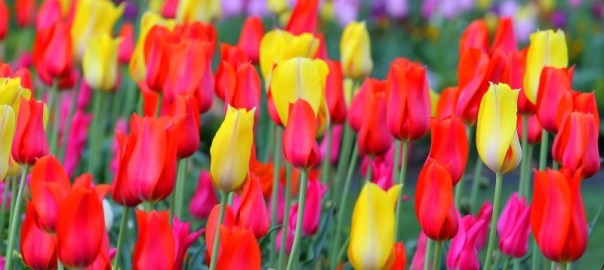 Spring Home and Patio Show